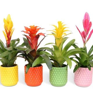 Bromelia en maceta de cerámica