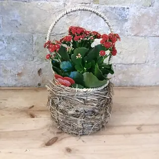 Kalanchoe en cesta nido
