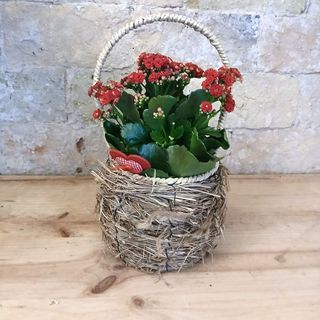 Kalanchoe en cesta nido