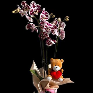 OrOrquidea y Osito de Peluche | Especial San Valentín