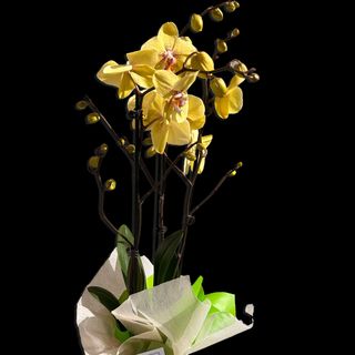 Orquideas - San Valentín