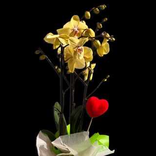 Orquidea y Corazón | Especial San Valentín