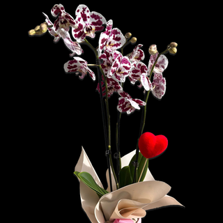 Orquidea y Corazón | Especial San Valentín