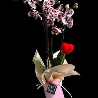 Orquideas - San Valentín