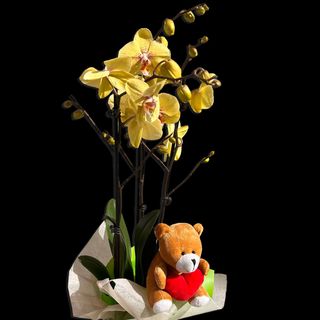 OrOrquidea y Osito de Peluche | Especial San Valentín