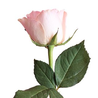 1 Rosa - Especial San Valentín