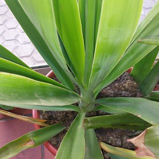Planta áloe vera
