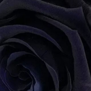 Rosa negra