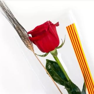Rosa sant jordi