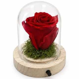 mini cúpula rosa roja preservada