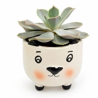Mini maceta animal con planta suculenta