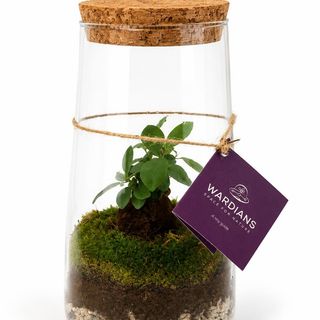 Terrario Cilindro de Cristal