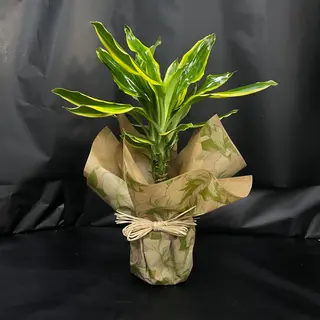 Tronco de Brasil