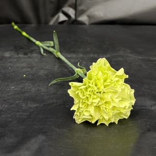 Clavel Verde