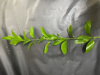 Ruscus