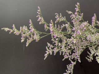 Limonium