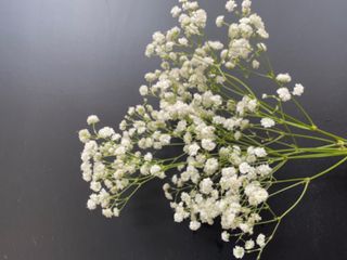 Paniculata