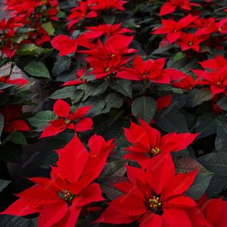 Flor de Pascua Roja (Grande)