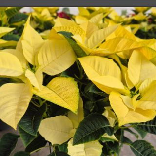 Flor de Pascua "Lemon" (Grande)