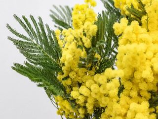 Cartucho Grande de Mimosa