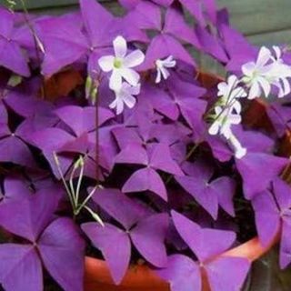 Oxalis (Trébol de la Suerte) con Cubremaceta
