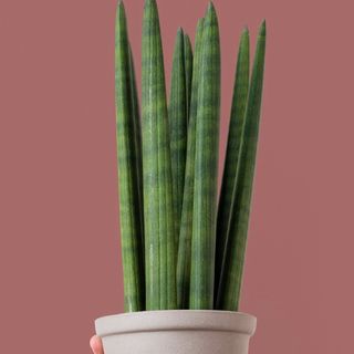 Sansevieria Cilíndrica con Cubremaceta