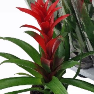Guzmania Tropical Grande (Roja)
