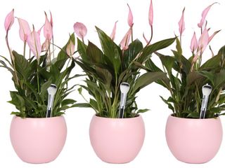 Espatafilo Exótico Rosa con Cerámica