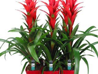 Guzmania Exótica Grande con Ceramica (Roja)