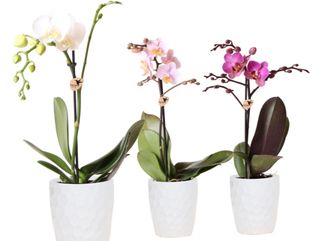 Orquídea Pitiminí Salmón con Cerámica