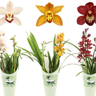 Orquídea Cymbidium (Fucsia)