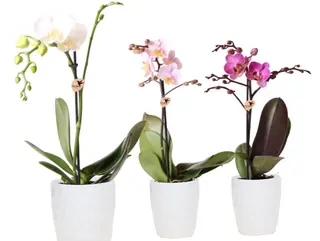 Orquídea Pitiminí Blanca con Cerámica Regalo