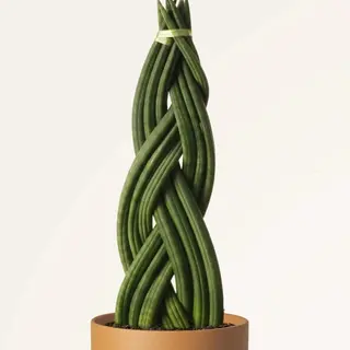 Sansevieria Trenzada con Cubremaceta