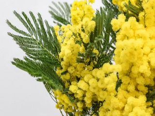 Cartucho Pequeño de Mimosa