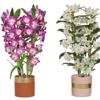Orquídea Dendrobium Blanca y Fucsia con Ceramica (Premium)