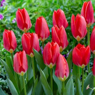 Cartucho Tulipanes Rojo
