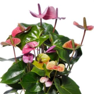 Anthurium Gigante TRICOLOR (Cavalli)