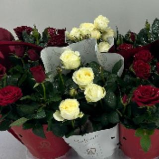 Rosal de Pitiminí (Blanco)