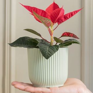 Flor de Pascua Roja con Cerámica (Mini)