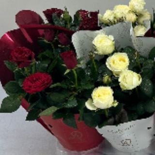 Rosal de Pitiminí (Rojo)