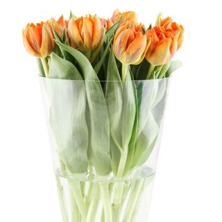 Cartucho Tulipanes Naranja