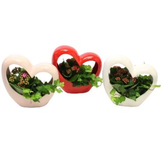 Corazón Love con Plantas