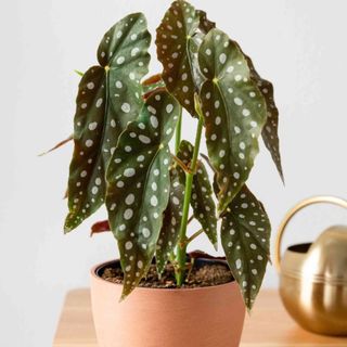 Begonia Maculata Con Cubremaceta