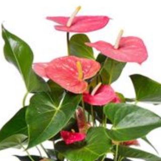 Anthurium Rosa Premium con Cerámica