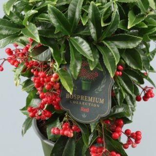 Ardisia Roja Premium (Grande)