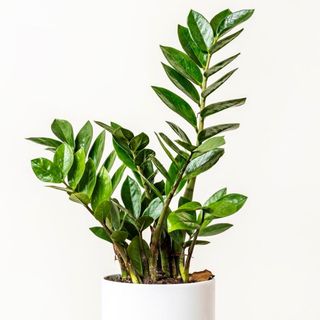 Zamioculca (Planta de la Fortuna) con Cubremaceta