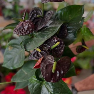 Anthurium Exótico Gigante "Chocolate"