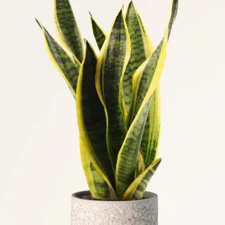 Sansevieria con Cubremaceta