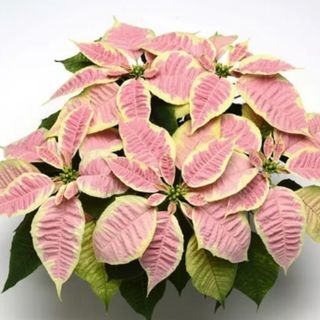 Flor de Pascua "Marble" (Grande)