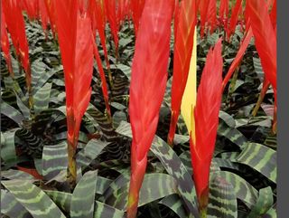 Vriesia Exótica Zebra con Cerámica (Roja)